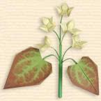 Fairy Wings flower