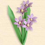 Chionodoxa