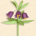 Kamchatka Fritillaria