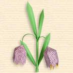 Meadow Fritillaria