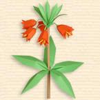 Fritillaria Imperialis