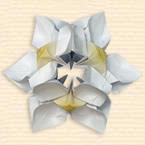 Kusudama 'Chinese Dogwood '