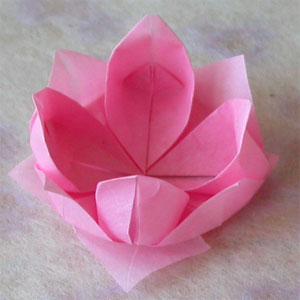 Lotus