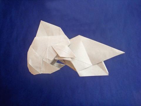 Fantail Goldfish
