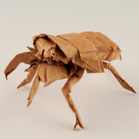 Cicada Nymph