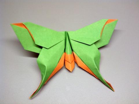 Mudarri Luna Moth