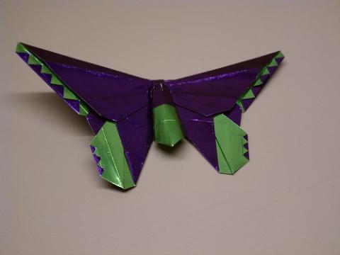 birdwing butterfly