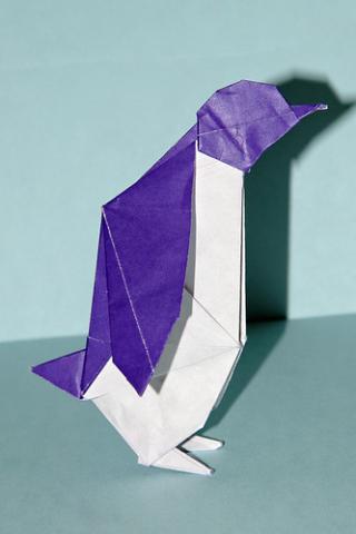 Pinguino (penguin)