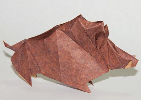 Wild Boar