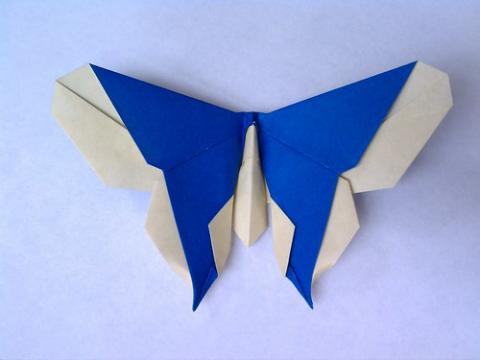 The Nolan (Butterfly)