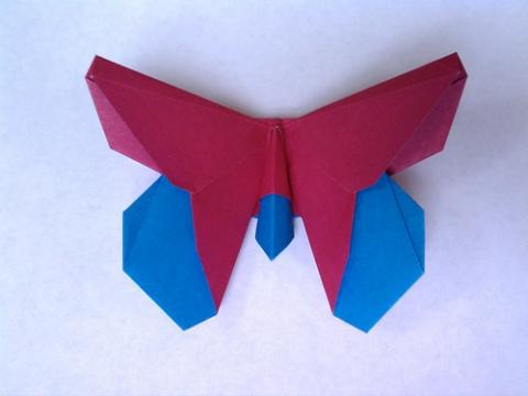 The Temko (Butterfly)