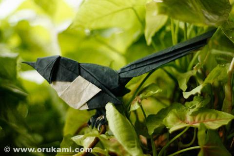 magpie