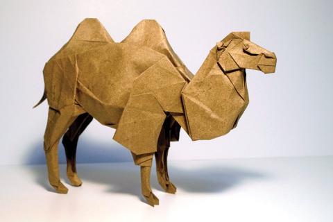 Bactrian Camel