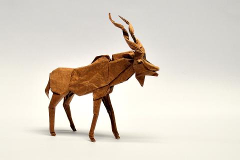 Greater Kudu