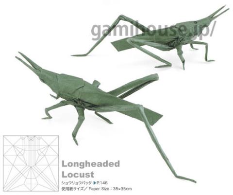 Longheaded Locust