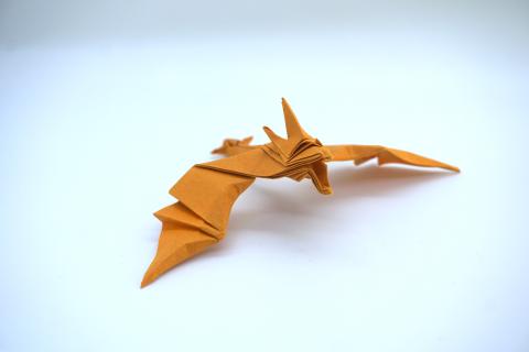 Amphiptere