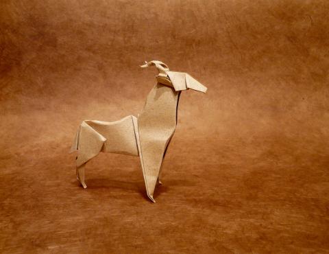 antilope