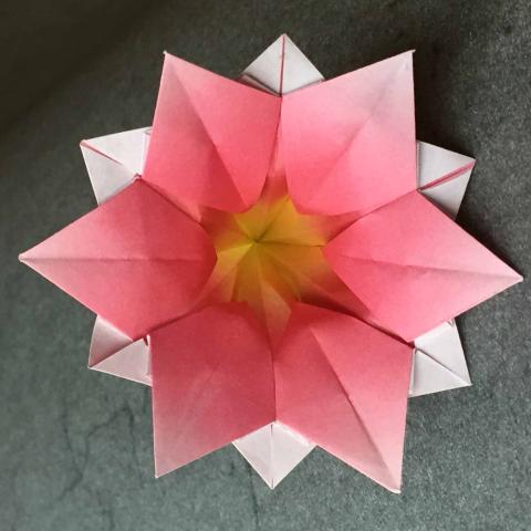 Water Lily