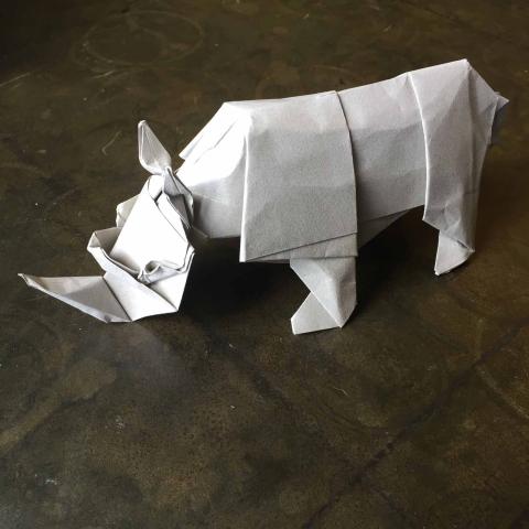 White Rhino