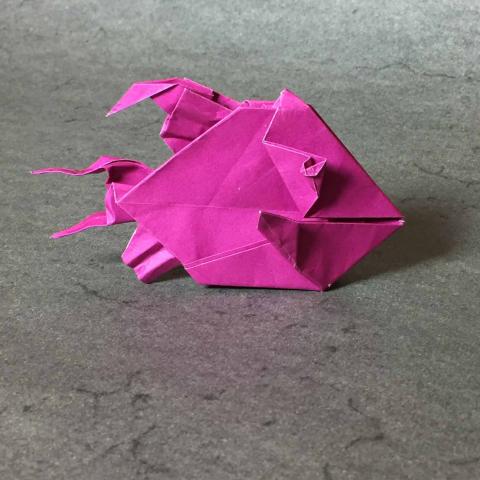 Triggerfish