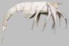 Alien 1 -Facehugger-