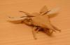 Flying Hercules Giant Beetle