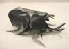 Samurai Helmet Beetle