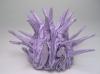 Atlantic Purple Sea Urchin
