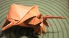 Hermit Crab