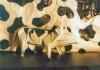 Holstein Cow