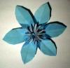 Clematis