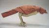 Songbird 1