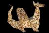 Western Dragon