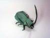 Long Horn Beetle