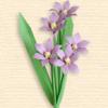 Chionodoxa