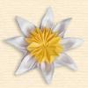 Daisy-like Coreopsis