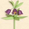 Kamchatka Fritillaria