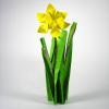 Daffodil