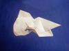 Fantail Goldfish