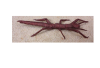 Stick Insect