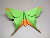 Mudarri Luna Moth