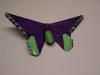 birdwing butterfly