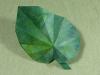 Begonia Leaf (video)