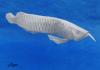 Arowana