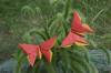 A Butterfly for Jane Winchell