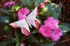A Butterfly for June Sakamoto