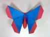 Emiko Fritillary (Butterfly)