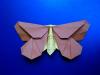 LaFosse's Moth