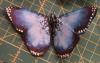 Blue Morpho