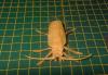 Titan Beetle